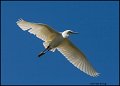 _1SB5539 snowy egret
